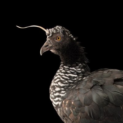黒いニワトリ、黒くなったのはなぜ？ | ナショナル ジオグラフィック