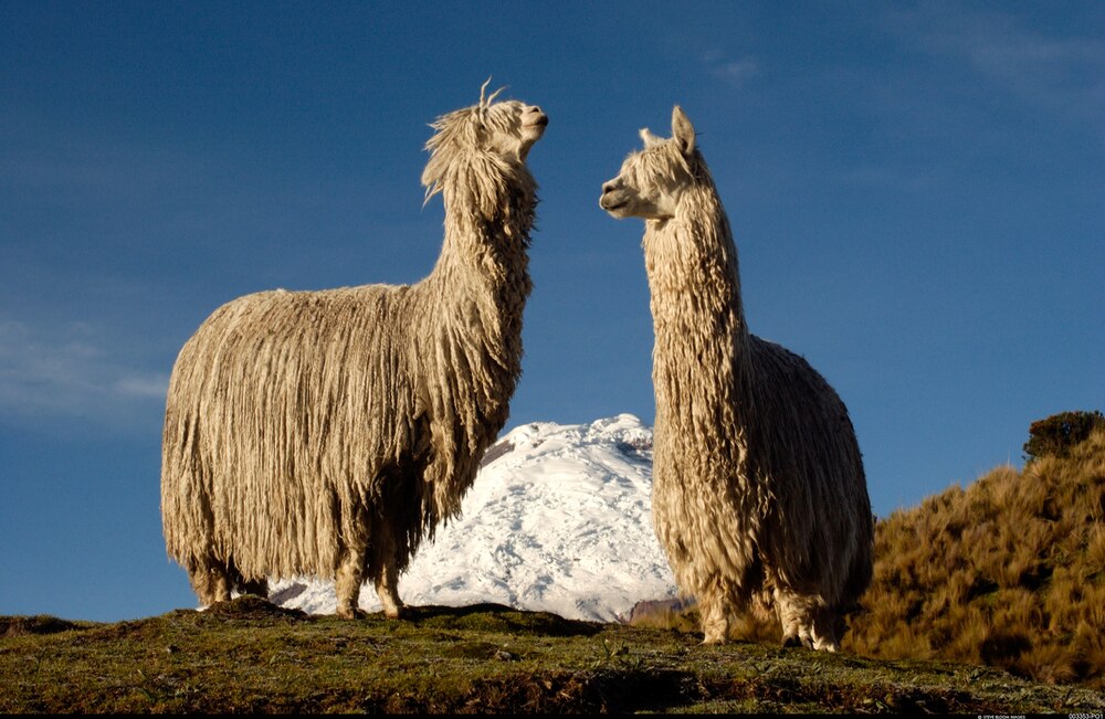 アルパカ | ナショナル ジオグラフィック日本版サイト