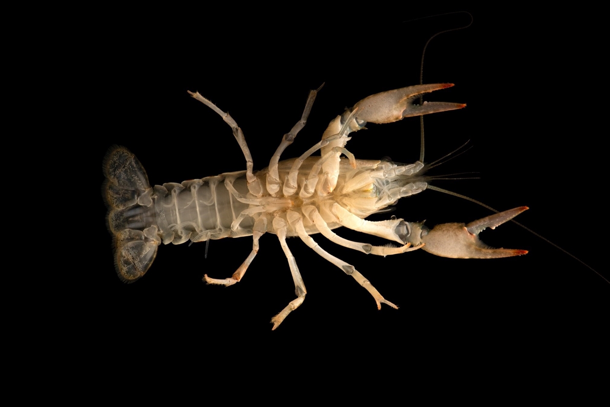 ザリガニ | ナショナル ジオグラフィック日本版サイト