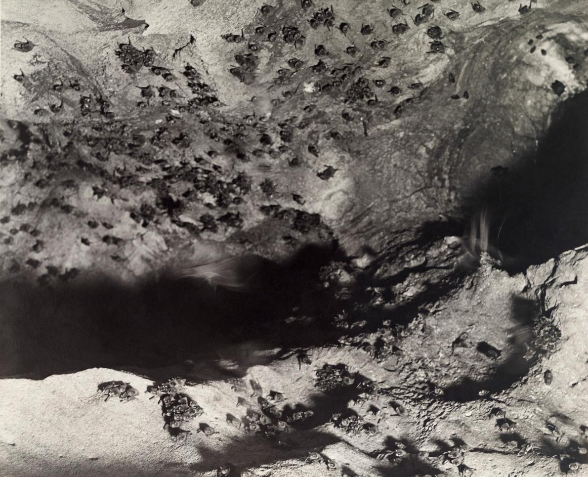 ギャラリー かわいい コワい だから魅力的なコウモリ写真集 16点 ナショナルジオグラフィック日本版サイト ギャラリー かわいい コワい だから魅力的なコウモリ写真集 16点 ナショナルジオグラフィック日本版サイト