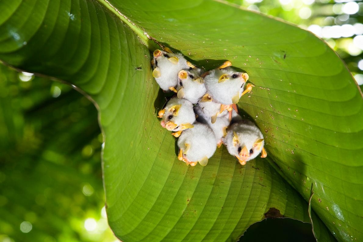 ギャラリー かわいい コワい だから魅力的なコウモリ写真集 16点 ナショナルジオグラフィック日本版サイト