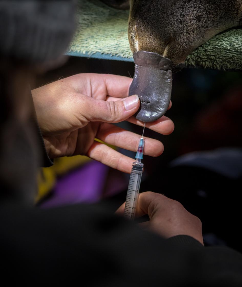 ギャラリー 減少する 卵を産む哺乳類 カモノハシ 救うために調査する人々 写真13点 ナショナルジオグラフィック日本版サイト ギャラリー 減少する 卵を産む哺乳類 カモノハシ 救うために調査する人々 写真13点 ナショナルジオグラフィック日本版サイト