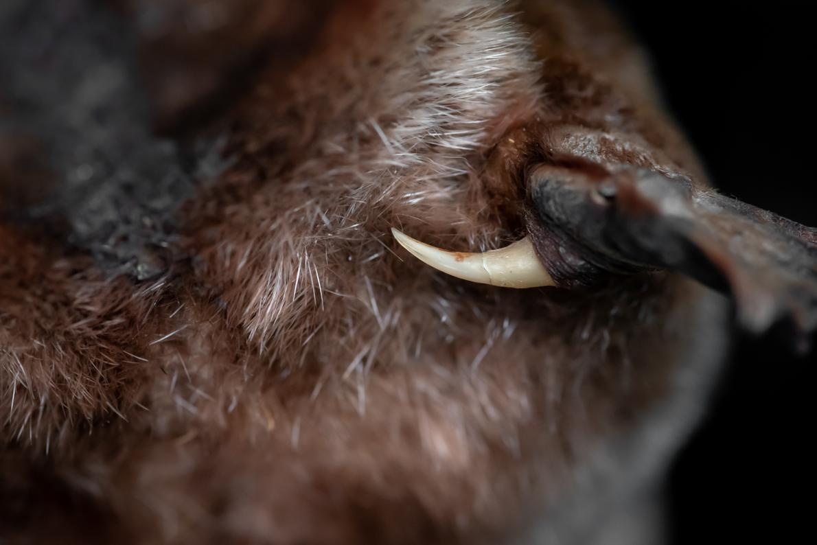 ギャラリー:減少する「卵を産む哺乳類」カモノハシ、救うために調査する人々 写真13点 | ナショナルジオグラフィック日本版サイト