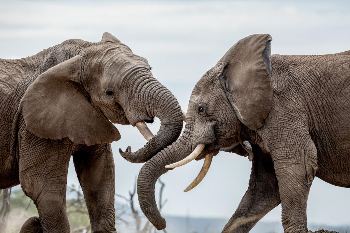 ギャラリー ケニアやナミビア アフリカの自然保護区や国立公園に暮らす野生動物たち 写真7点 ナショナルジオグラフィック日本版サイト