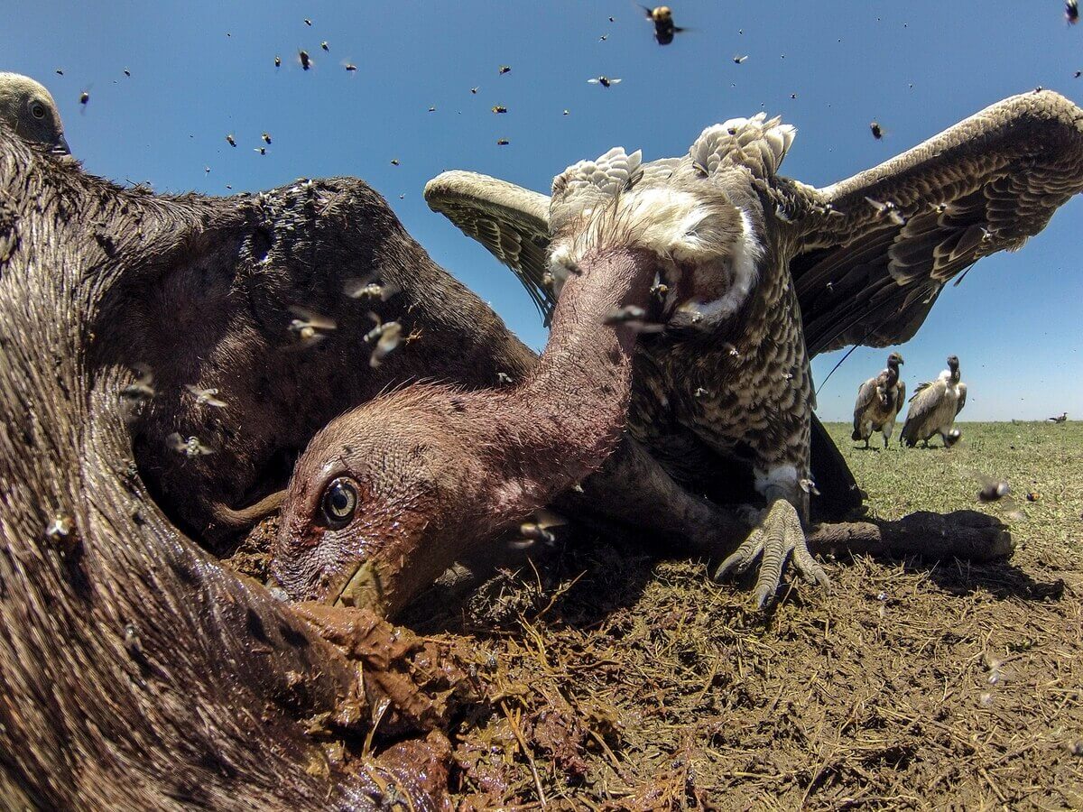 ギャラリー：アフリカのワシタカが激減、特に危機的な大型の鳥たち 