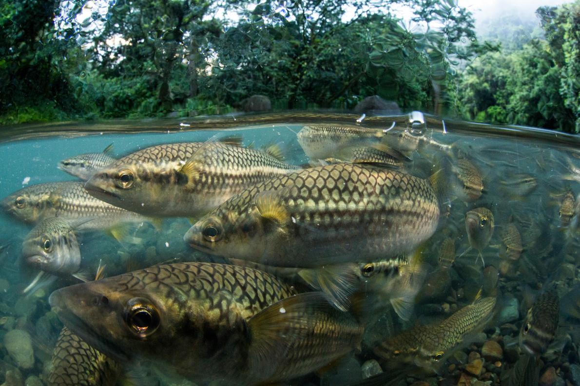 ギャラリー 知ってほしい こんなに豊かな淡水の生き物たち 写真16点 ナショナルジオグラフィック日本版サイト