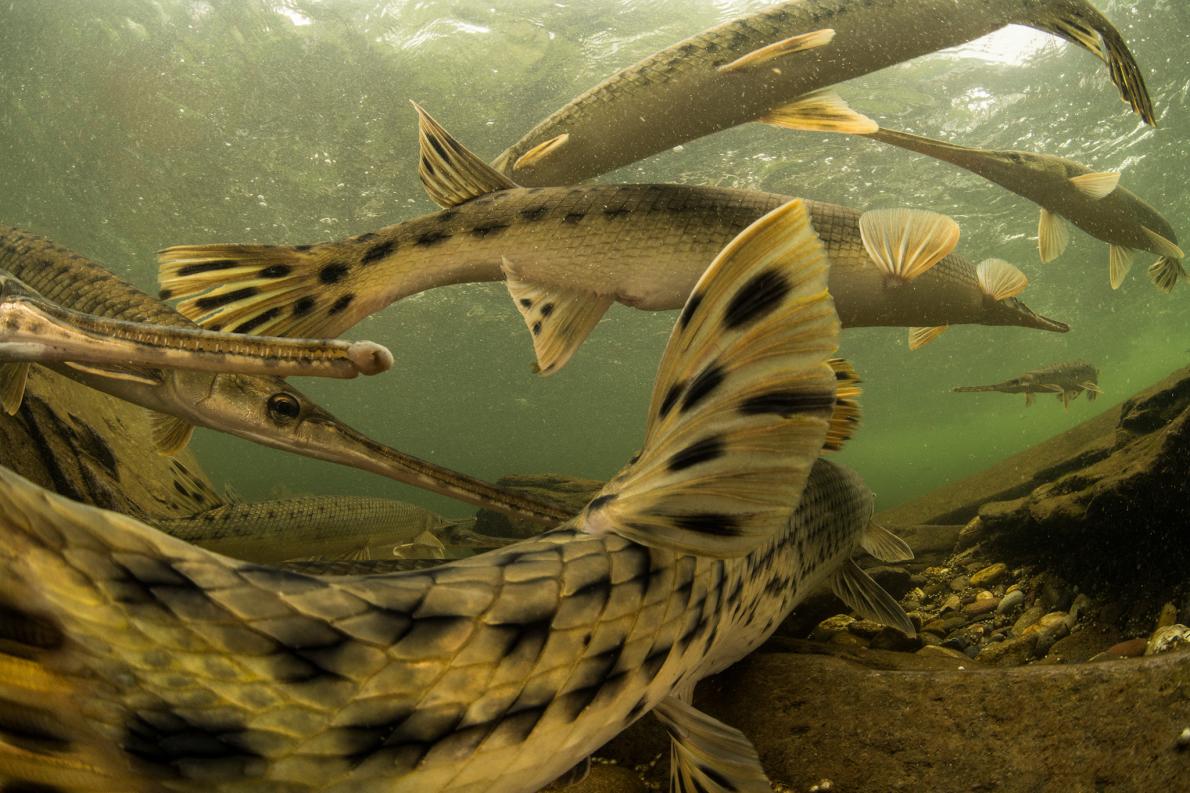 ギャラリー 知ってほしい こんなに豊かな淡水の生き物たち 写真16点 ナショナルジオグラフィック日本版サイト