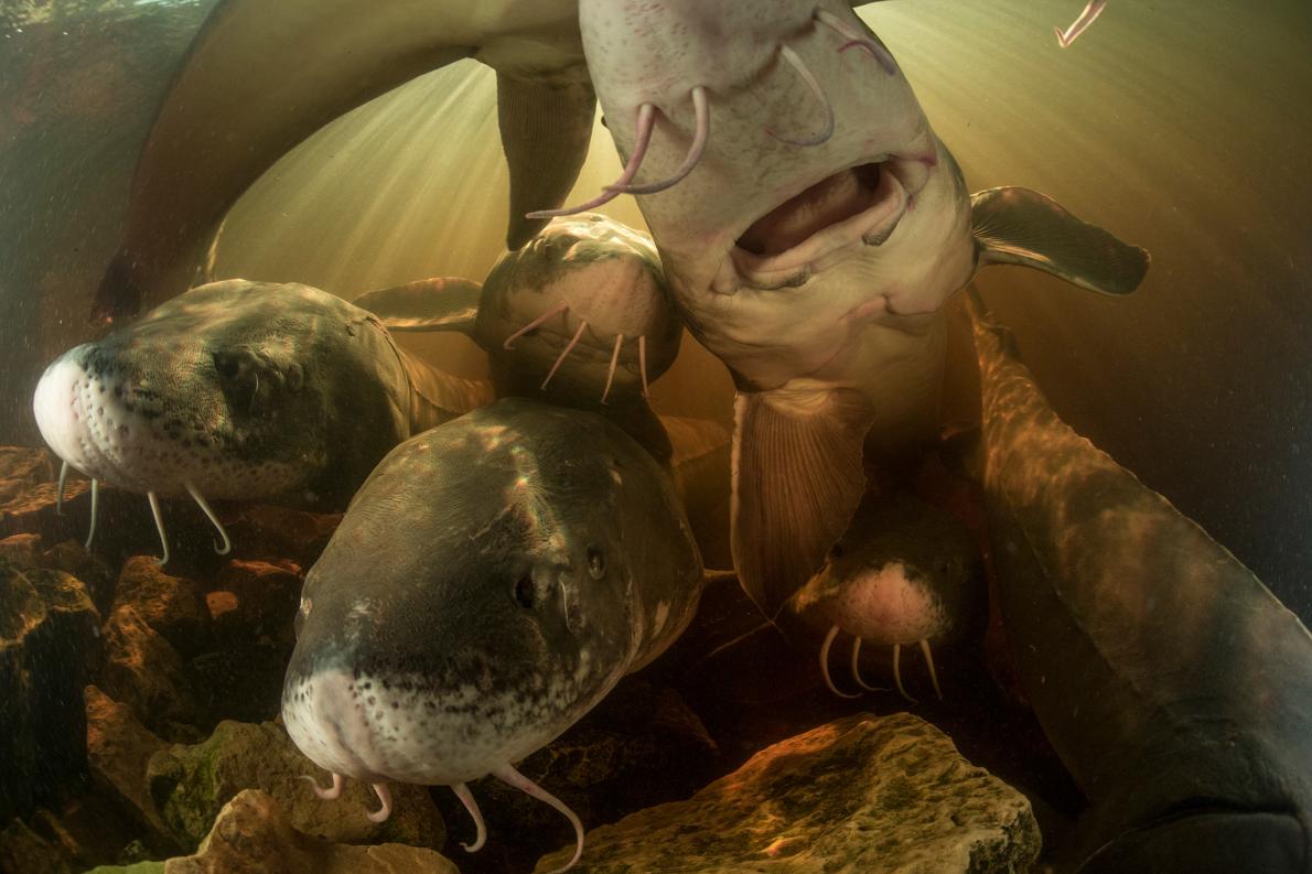 ギャラリー：知ってほしい、こんなに豊かな淡水の生き物たち