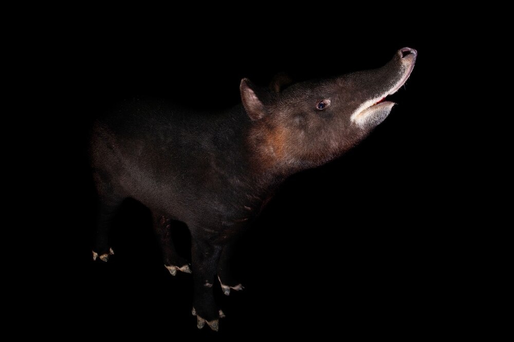 ギャラリー:世界のバク 写真5点(動物大図鑑) | ナショナルジオグラフィック日本版サイト