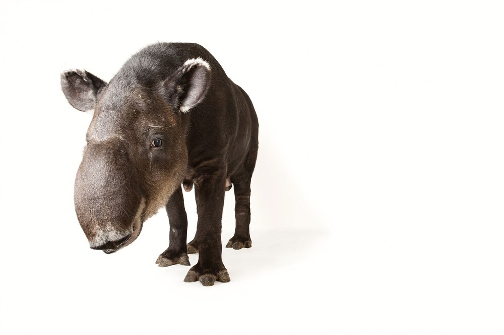 ギャラリー:世界のバク 写真5点(動物大図鑑) | ナショナルジオグラフィック日本版サイト