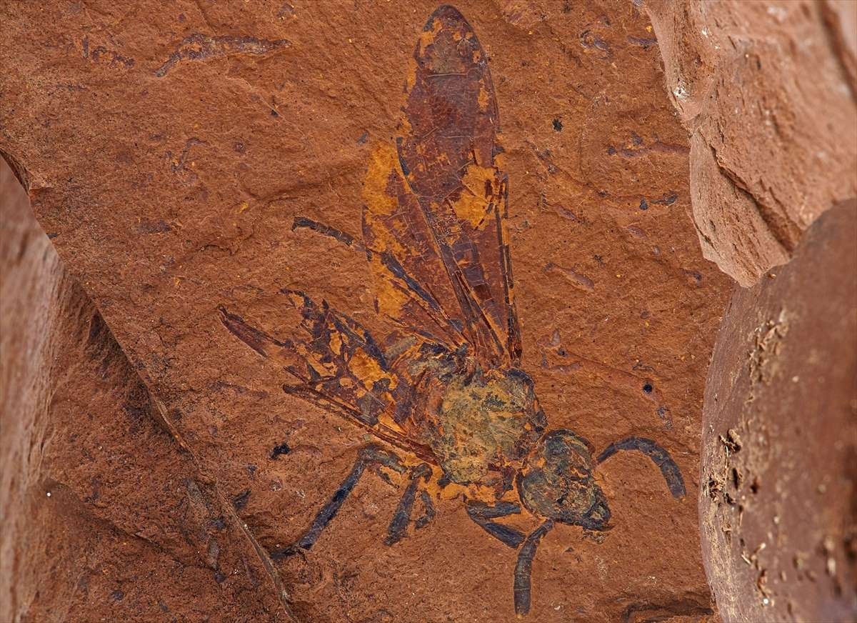 ギャラリー 太古のオーストラリア 熱帯雨林に暮らした生物たちの化石 驚きの保存状態 写真7点 ナショナルジオグラフィック日本版サイト ギャラリー 太古のオーストラリア 熱帯雨林に暮らした生物たちの化石 驚きの保存状態 写真7点 ナショナルジオグラフィック日本版サイト