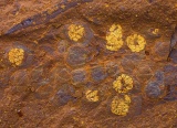 ギャラリー：太古のオーストラリア、熱帯雨林に暮らした生物たちの化石、驚きの保存状態　写真7点