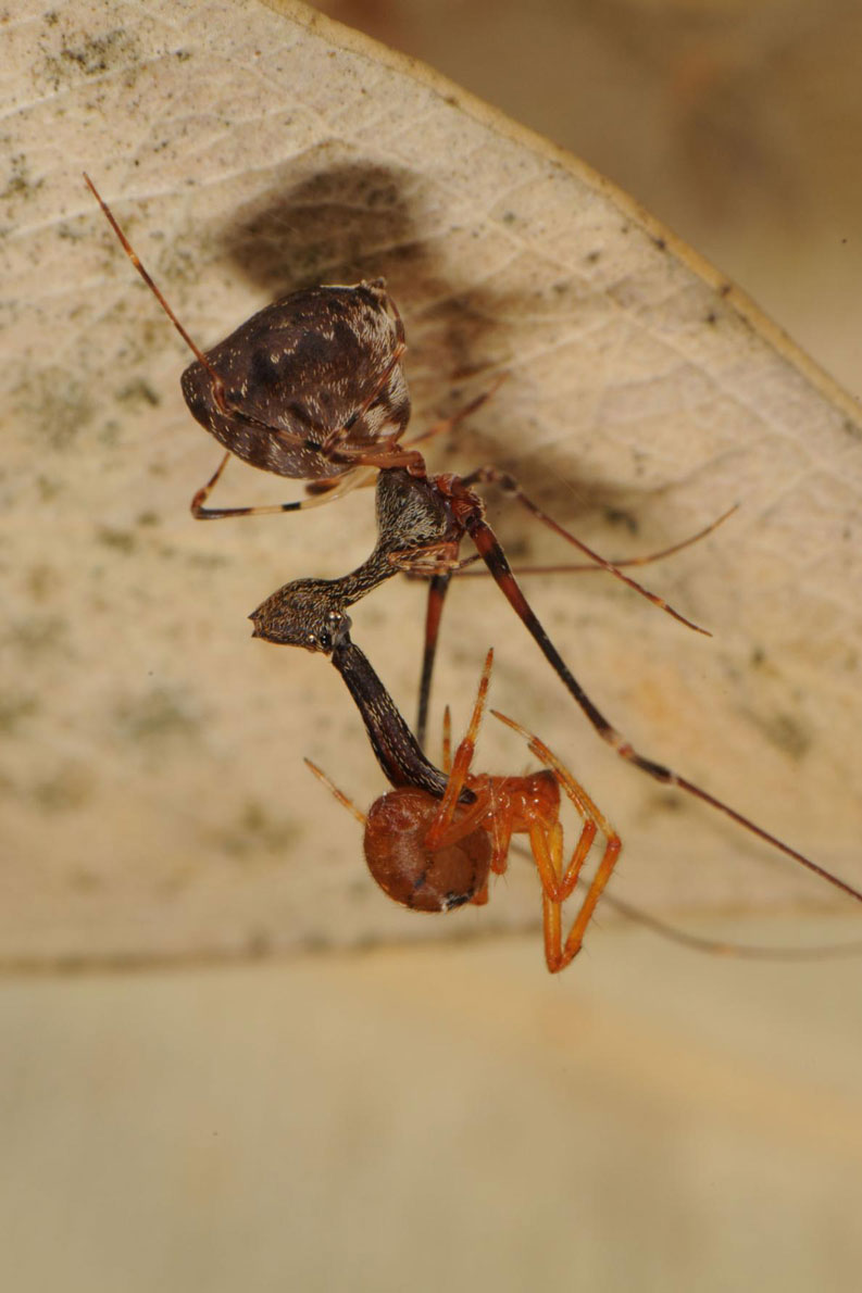 ギャラリー：クモを狩る奇妙な「暗殺グモ」、新種18種を発見