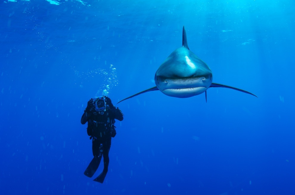 ギャラリー 恐ろしくも美しきサメ 10選 ナショナルジオグラフィック日本版サイト