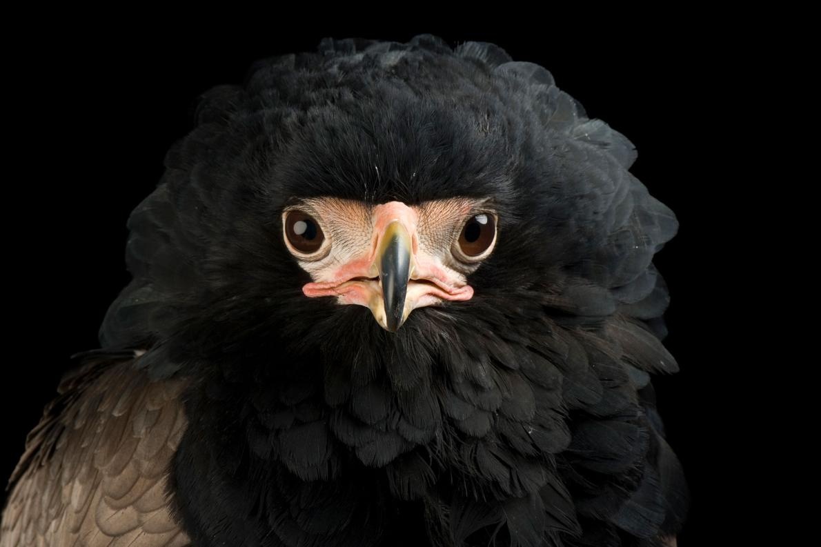 ギャラリー あなたの知らない驚きのワシとタカ 写真19点 ナショナルジオグラフィック日本版サイト ギャラリー あなたの知らない驚きのワシとタカ 写真19点 ナショナルジオグラフィック日本版サイト