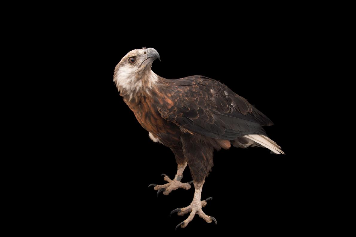 ギャラリー：あなたの知らない驚きのワシとタカ 写真19点 | ナショナル