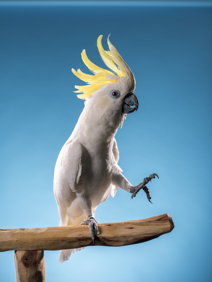 特集ギャラリー 鳥の知能 18年2月号 ナショナルジオグラフィック日本版サイト