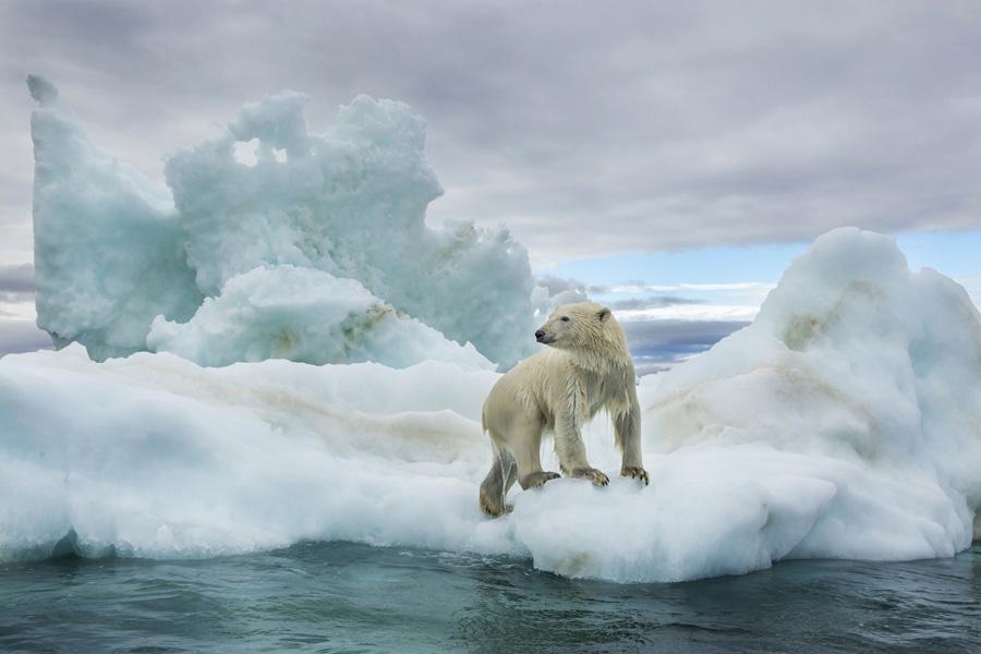 特集ギャラリー：北極海 最後の氷（2018年2月号） | ナショナルジオグラフィック日本版サイト