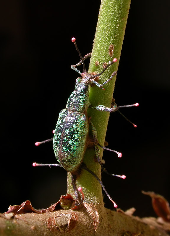【冬虫夏草　イグドラドン】ソフビ　モンストック エトヤ製作堂/冬虫夏草イグドラドン＆護国怪獣・牛頭羅 富士開き