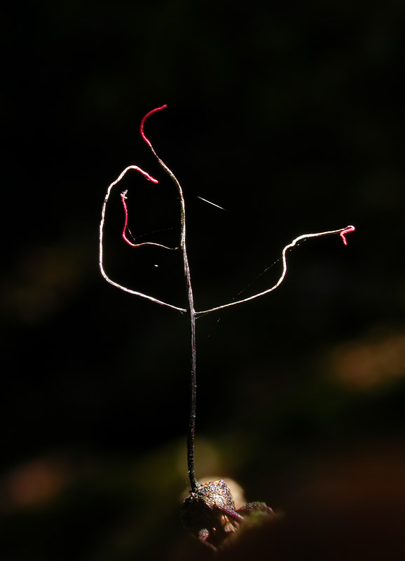 ギャラリー：初飼育！ 冬虫夏草 写真15点 | ナショナルジオ