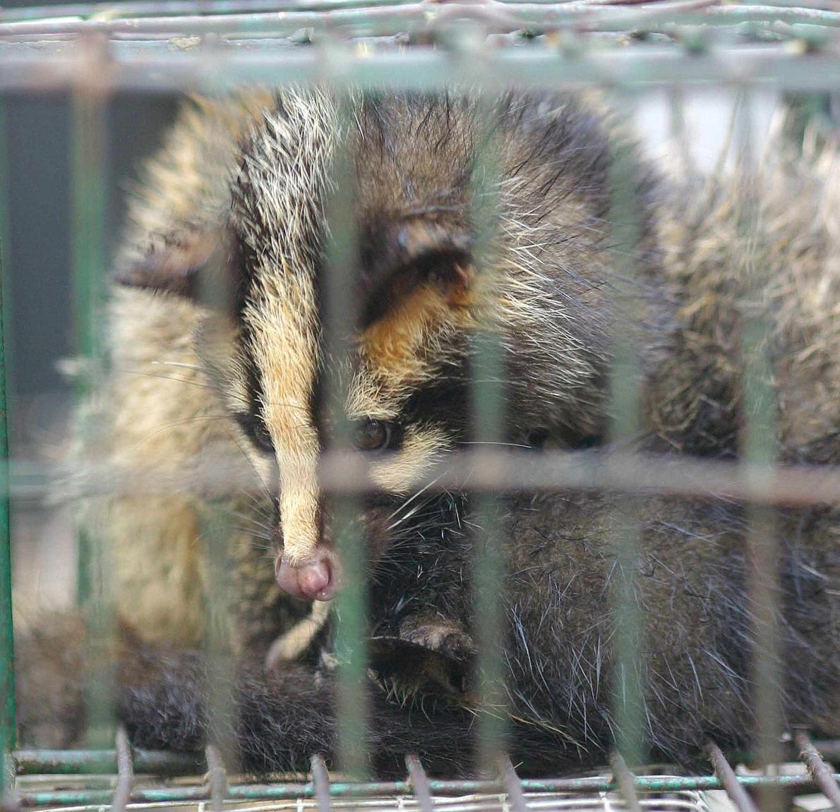 食用 ハクビシン