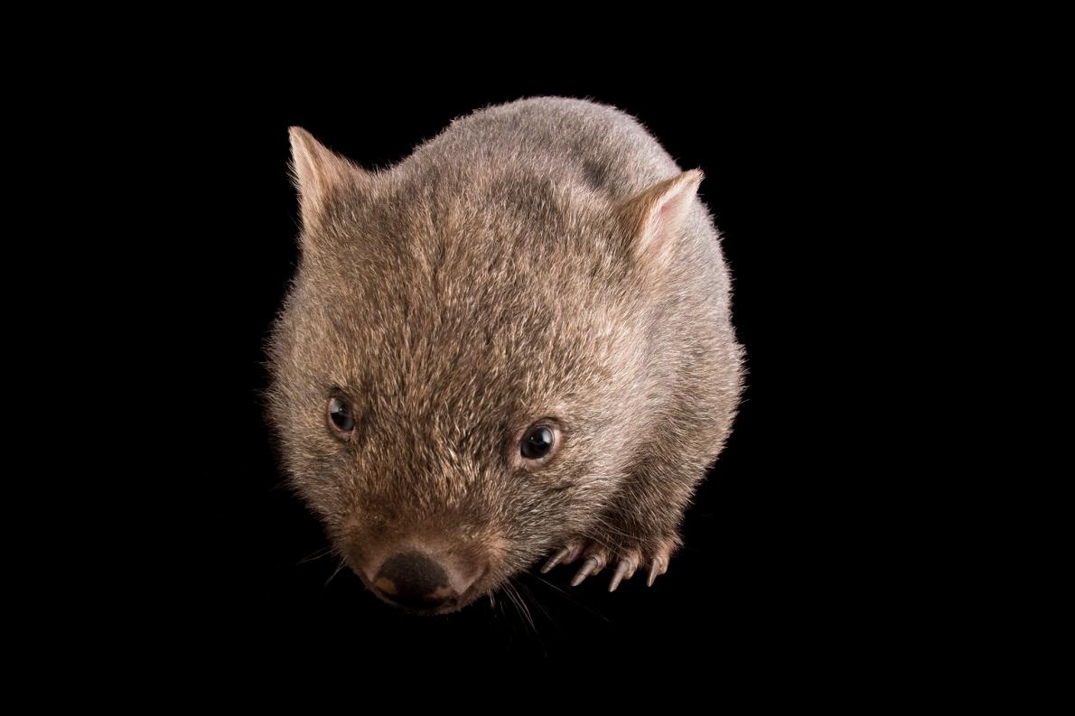 ギャラリー オーストラリア森林火災で深刻な被害を被る動物たち 13点 ナショナルジオグラフィック日本版サイト ギャラリー オーストラリア森林火災で深刻な被害を被る動物たち 13点 ナショナルジオグラフィック日本版サイト