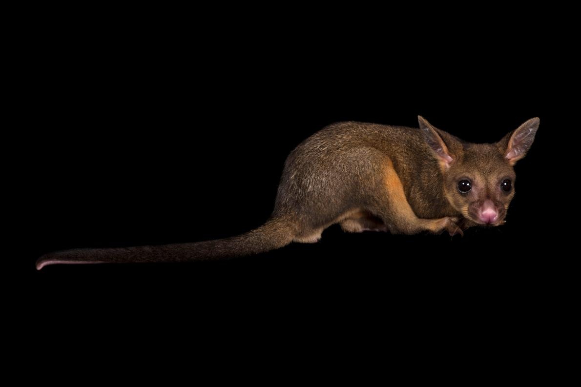 ギャラリー オーストラリア森林火災で深刻な被害を被る動物たち 13点 ナショナルジオグラフィック日本版サイト ギャラリー オーストラリア森林火災で深刻な被害を被る動物たち 13点 ナショナルジオグラフィック日本版サイト