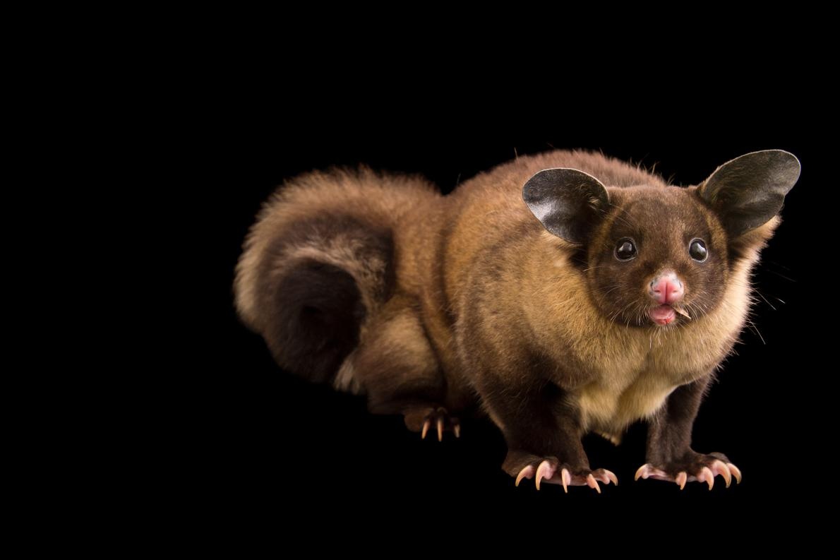 ギャラリー:オーストラリア森林火災で深刻な被害を被る動物たち 13点ナショナルジオグラフィック日本版サイト