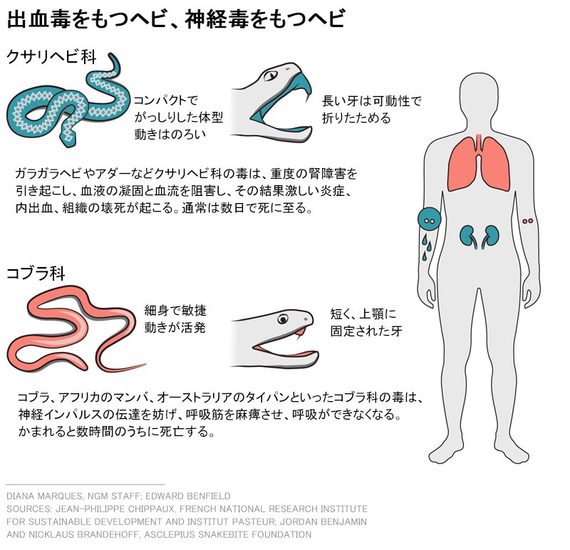 ギャラリー:死者も出る毒ヘビの儀式、米国のキリスト教一派 写真と図15点 | ナショナルジオグラフィック日本版サイト