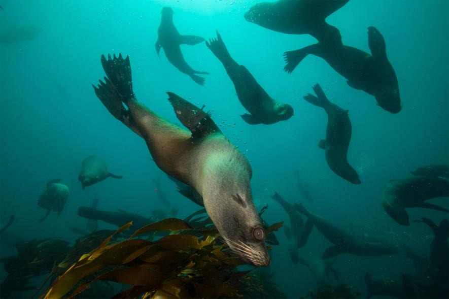 ギャラリー：フォークランド諸島の生物 写真15点 | ナショナルジオグラフィック日本版サイト