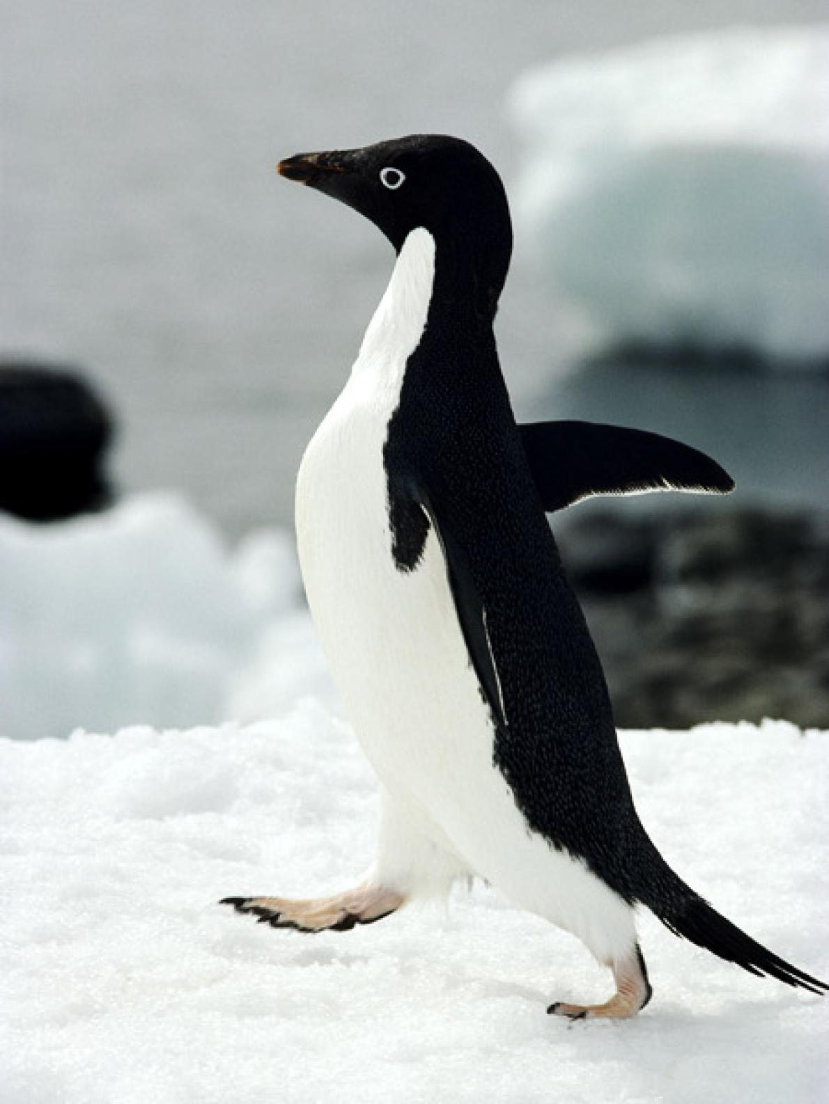 ギャラリー キュートで美しい南極の動物たち 写真10点 ナショナルジオグラフィック日本版サイト