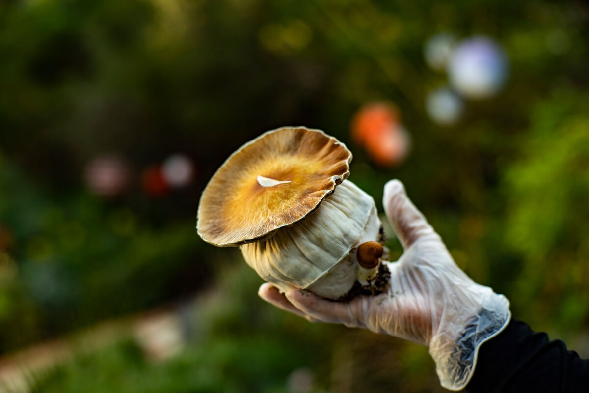 ギャラリー 幻覚剤でメンタルが整う マイクロドージング が米国で拡大 写真7点 ナショナルジオグラフィック日本版サイト