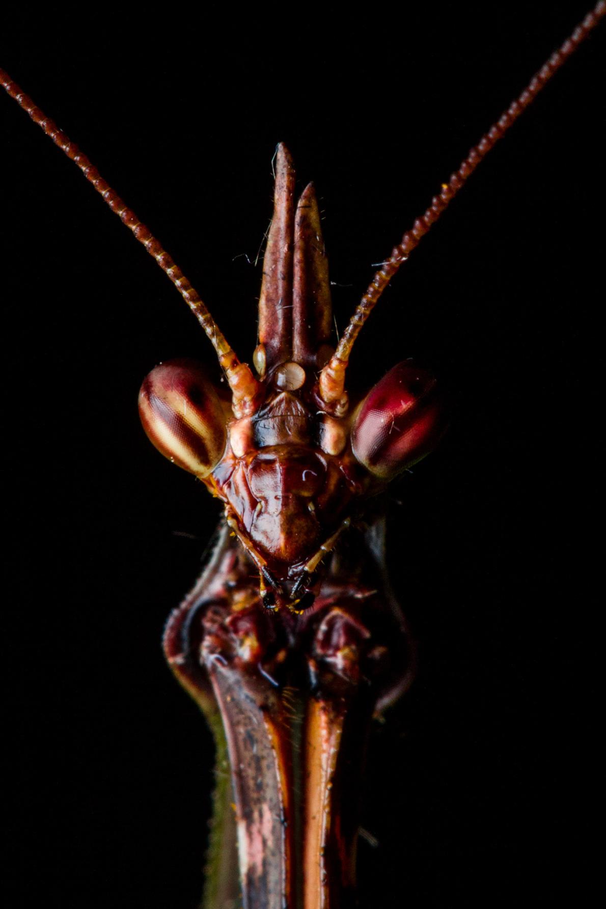 ギャラリー：ブラジル沿岸の森で新たに見つかったカマキリたち 写真10