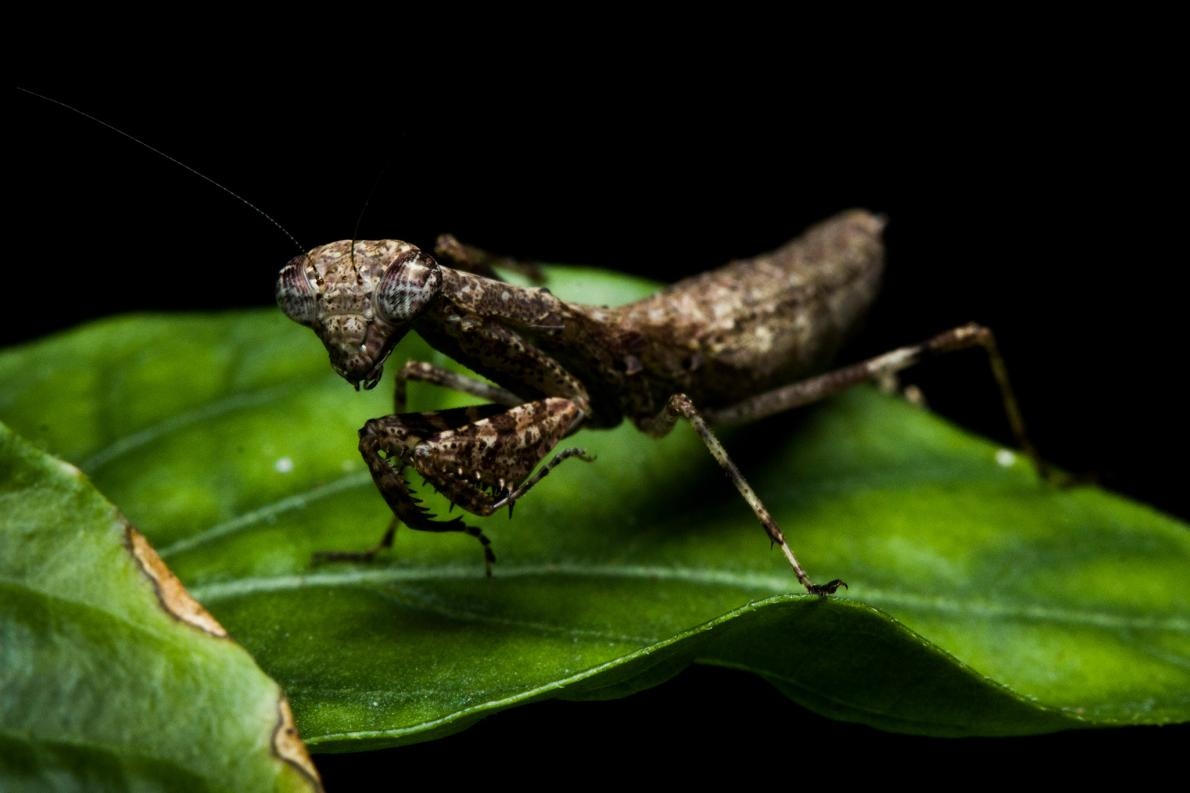 ギャラリー ブラジル沿岸の森で新たに見つかったカマキリたち 写真10点 ナショナルジオグラフィック日本版サイト
