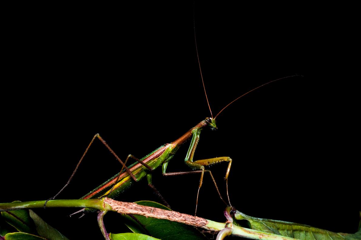 ギャラリー ブラジル沿岸の森で新たに見つかったカマキリたち 写真10点 ナショナルジオグラフィック日本版サイト