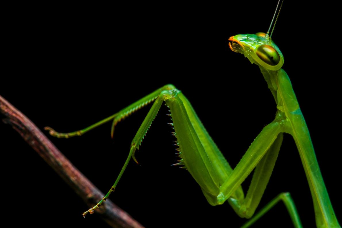 ギャラリー ブラジル沿岸の森で新たに見つかったカマキリたち 写真10点 ナショナルジオグラフィック日本版サイト