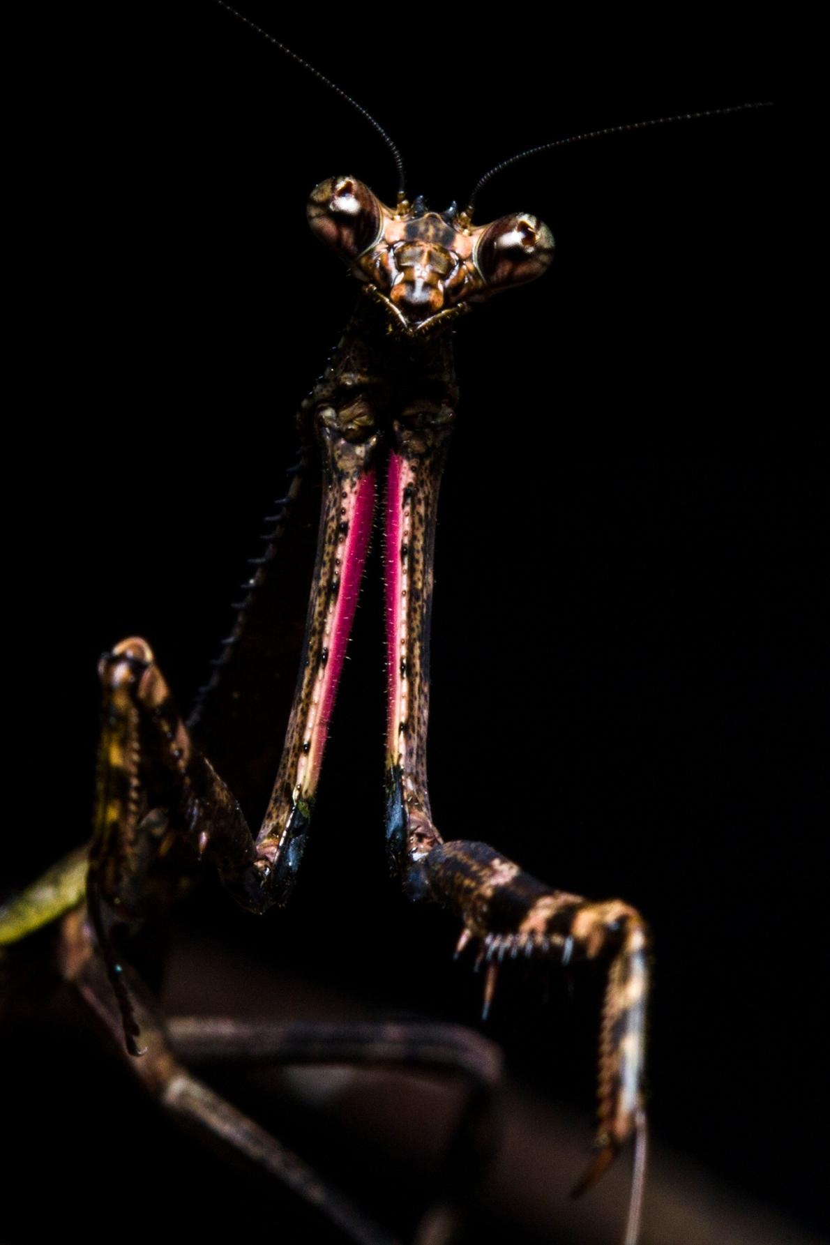 ギャラリー ブラジル沿岸の森で新たに見つかったカマキリたち 写真10点 ナショナルジオグラフィック日本版サイト ギャラリー ブラジル沿岸の森で新たに見つかったカマキリたち 写真10点 ナショナルジオグラフィック日本版サイト