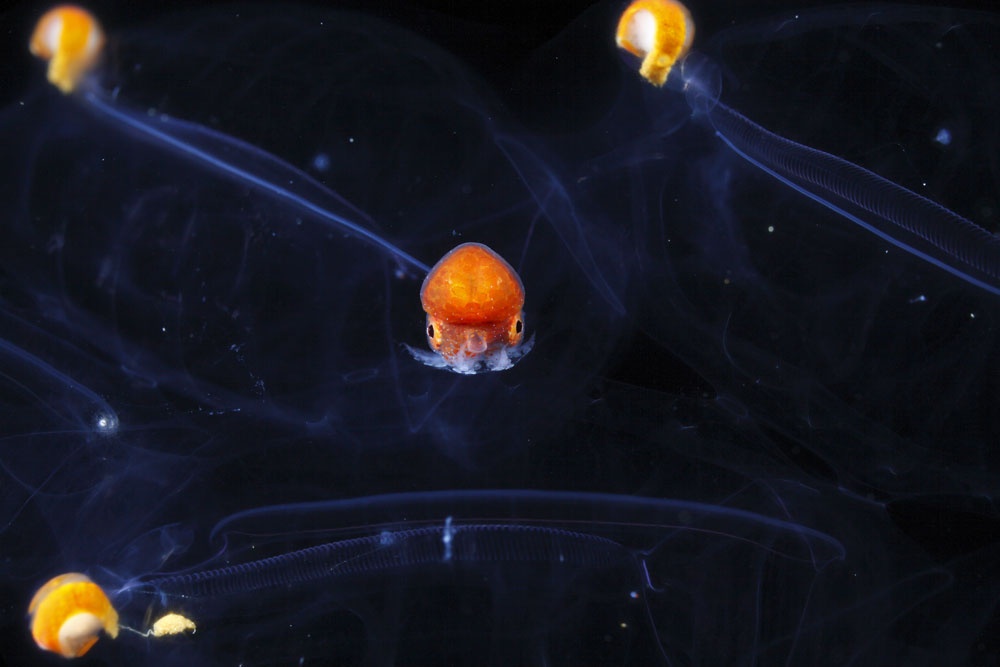 ギャラリー:浮遊生物サルパに乗り込んだタコ、34年ぶり撮影ナショナルジオグラフィック日本版サイト