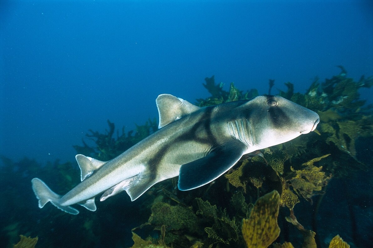 ギャラリー カスザメからトラフザメまで 私たちを魅了する世界のサメ 写真29点 ナショナルジオグラフィック日本版サイト ギャラリー カスザメからトラフザメまで 私たちを魅了する世界のサメ 写真29点 ナショナルジオグラフィック日本版サイト