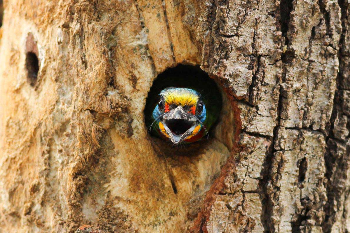 ギャラリー 地球の奇跡 目を疑うほど色彩豊かな動物たち 写真42点 ナショナルジオグラフィック日本版サイト