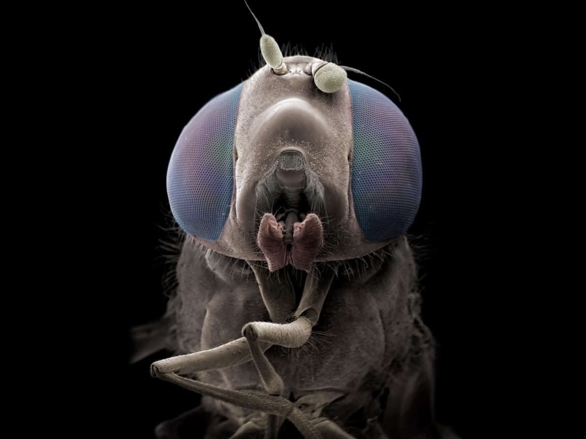 ギャラリー 驚き 電子顕微鏡で見た昆虫 寄生虫 写真18点 ナショナルジオグラフィック日本版サイト ギャラリー 驚き 電子顕微鏡で見た昆虫 寄生虫 写真18点 ナショナルジオグラフィック日本版サイト