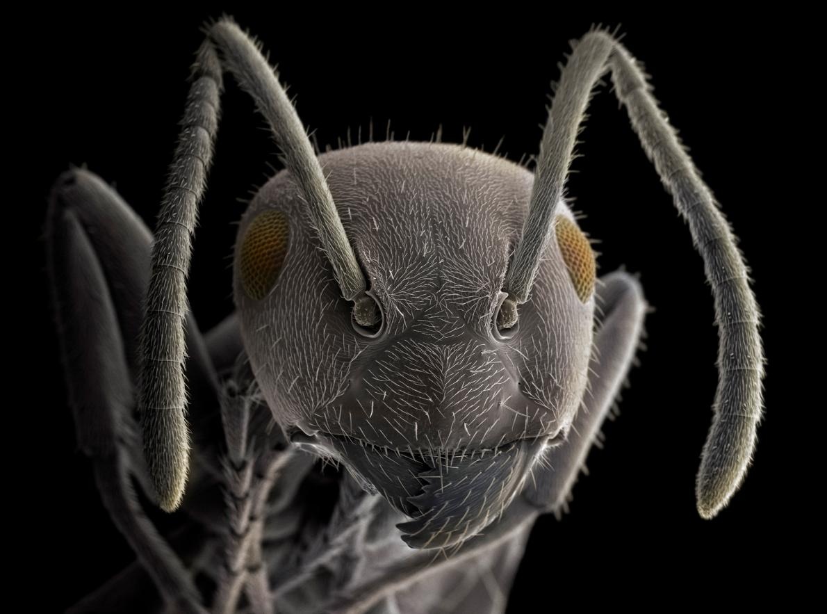 ギャラリー 驚き 電子顕微鏡で見た昆虫 寄生虫 写真18点 ナショナルジオグラフィック日本版サイト