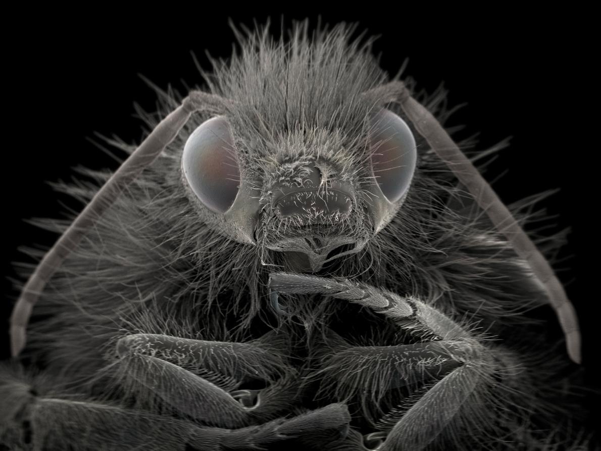 ギャラリー 驚き 電子顕微鏡で見た昆虫 寄生虫 写真18点 ナショナルジオグラフィック日本版サイト ギャラリー 驚き 電子顕微鏡で見た昆虫 寄生虫 写真18点 ナショナルジオグラフィック日本版サイト