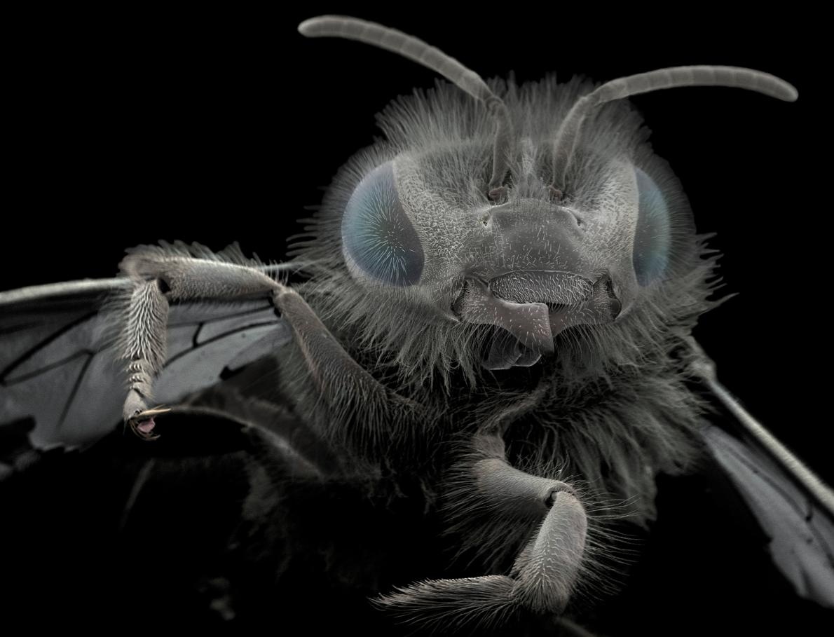 ギャラリー 驚き 電子顕微鏡で見た昆虫 寄生虫 写真18点 ナショナルジオグラフィック日本版サイト ギャラリー 驚き 電子顕微鏡で見た昆虫 寄生虫 写真18点 ナショナルジオグラフィック日本版サイト