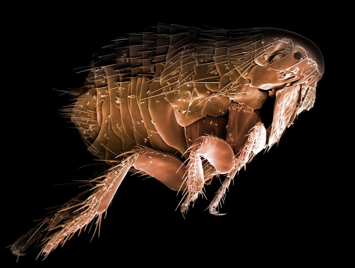 ギャラリー 驚き 電子顕微鏡で見た昆虫 寄生虫 写真18点 ナショナルジオグラフィック日本版サイト ギャラリー 驚き 電子顕微鏡で見た昆虫 寄生虫 写真18点 ナショナルジオグラフィック日本版サイト