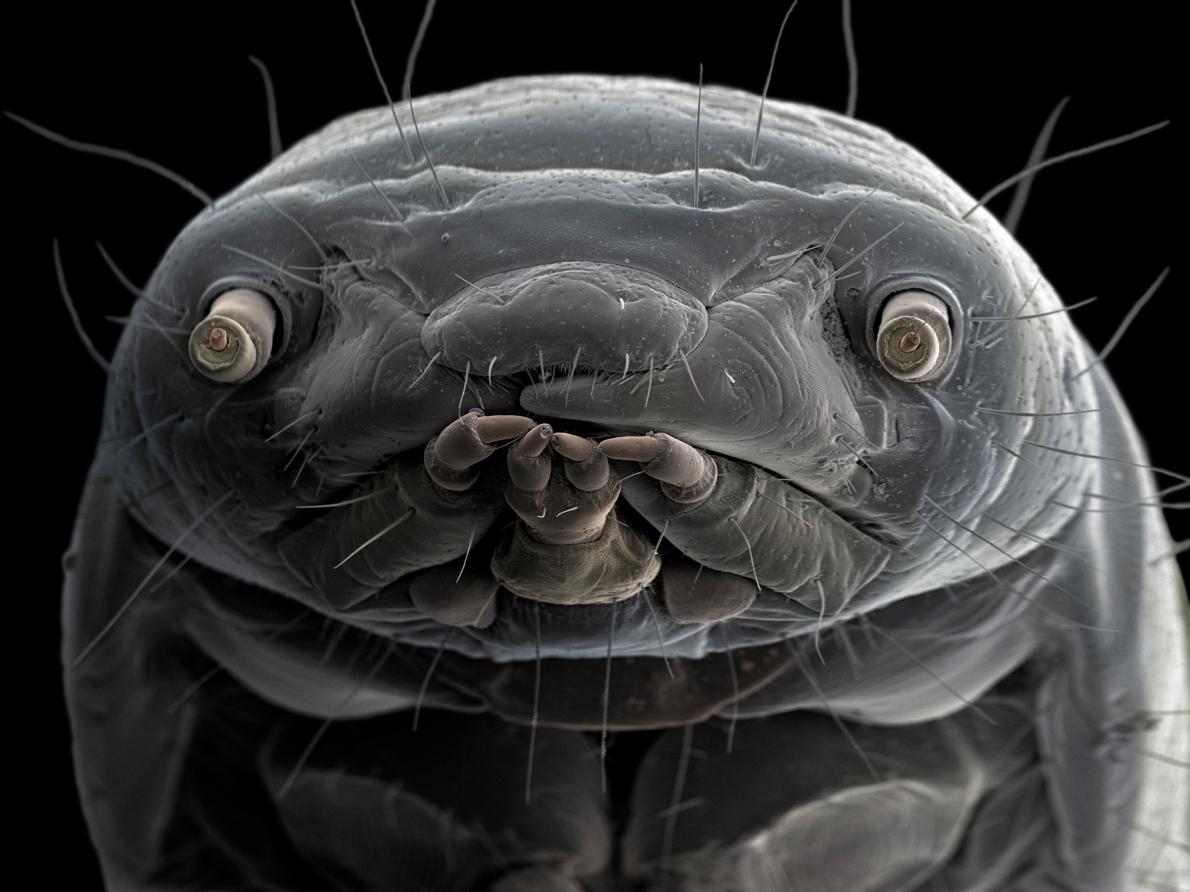 ギャラリー 驚き 電子顕微鏡で見た昆虫 寄生虫 写真18点 ナショナルジオグラフィック日本版サイト