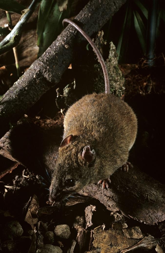 ギャラリー:絶滅またはほぼ絶滅した動物たち 写真5点ナショナルジオグラフィック日本版サイト