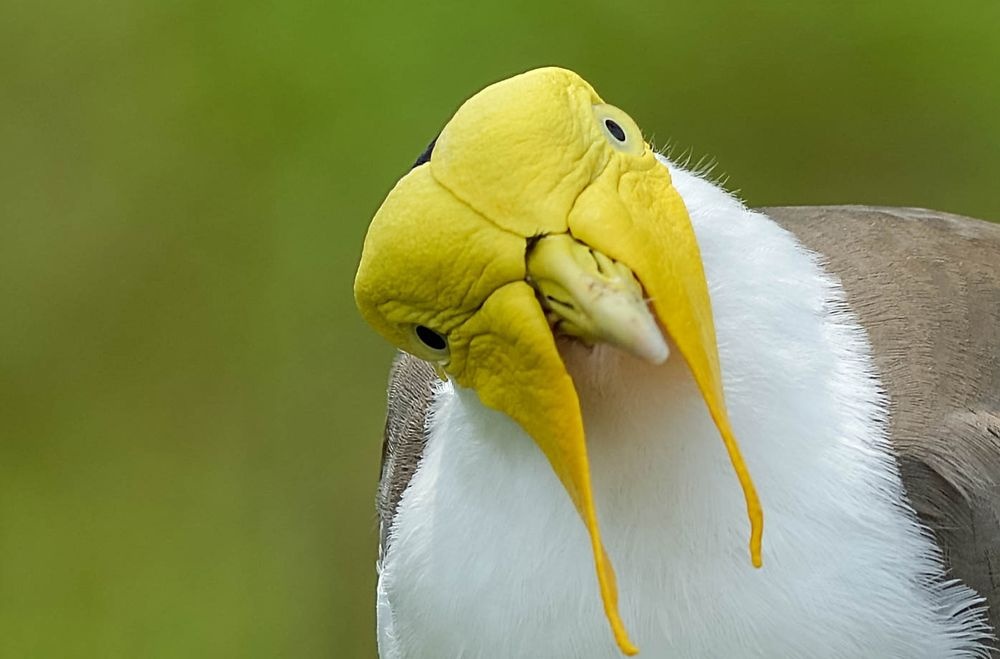ギャラリー 世界の美しい鳥たち3 ナショナルジオグラフィック日本版サイト ギャラリー 世界の美しい鳥たち3 ナショナルジオグラフィック日本版サイト