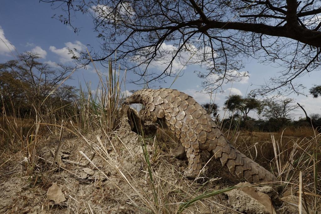 ギャラリー:希少な哺乳類センザンコウの愛らしい姿 写真12点ナショナルジオグラフィック日本版サイト