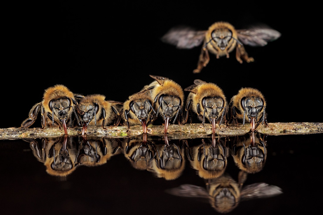 特集ギャラリー ミツバチの秘密 年3月号 ナショナルジオグラフィック日本版サイト 特集ギャラリー ミツバチの秘密 年3月号 ナショナルジオグラフィック日本版サイト